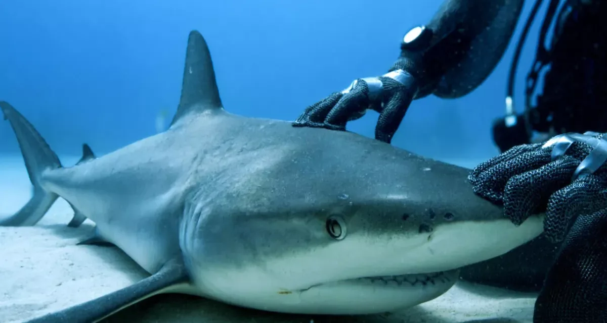 Thalassa, aventures extrêmes : plongée aux Bahamas, le royaume des requins ce soir sur France 3