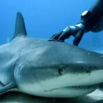 Thalassa, aventures extrêmes : plongée aux Bahamas, le royaume des requins ce soir sur France 3