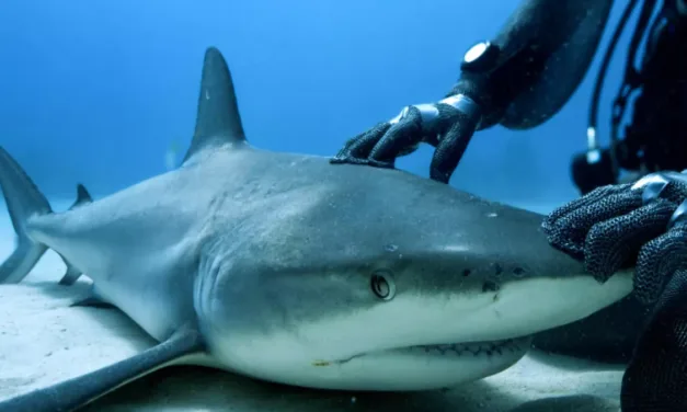 Thalassa, aventures extrêmes : plongée aux Bahamas, le royaume des requins ce soir sur France 3