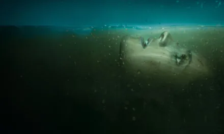 Absentia : Stana Katic revient sur Netflix dans ce drame psychologique à redécouvrir dès maintenant