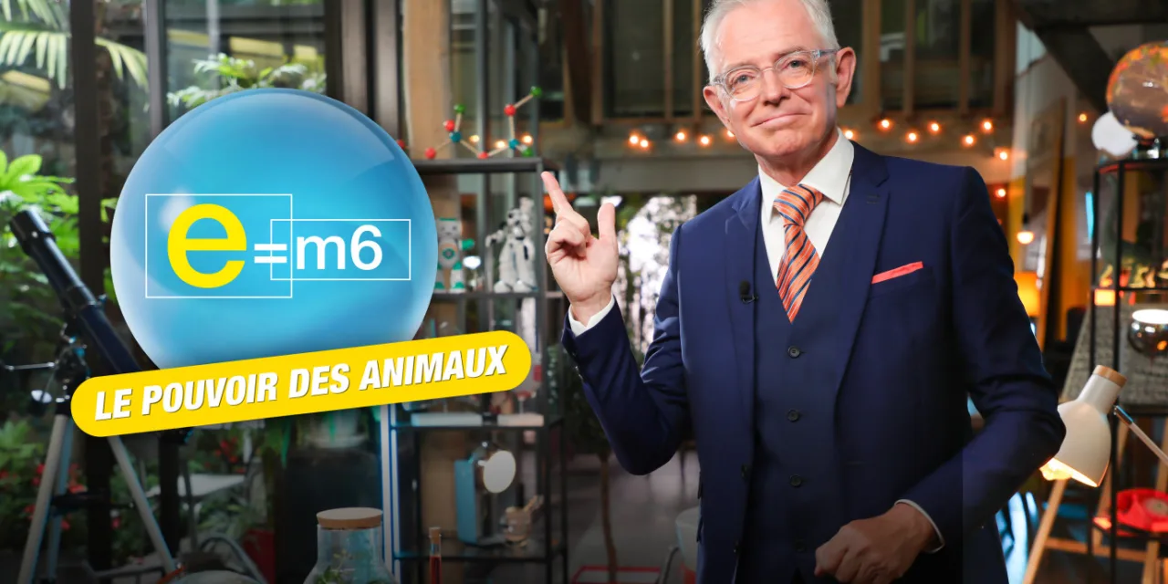 E=M6 : toiles d’araignées, odorat des chiens, quand les animaux dépassent les capacités humaines