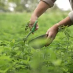 Enquête de santé : maladies d’hiver, comment renforcer nos défenses immunitaires ? France 5 fait le point