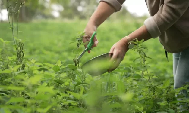 Enquête de santé : maladies d’hiver, comment renforcer nos défenses immunitaires ? France 5 fait le point