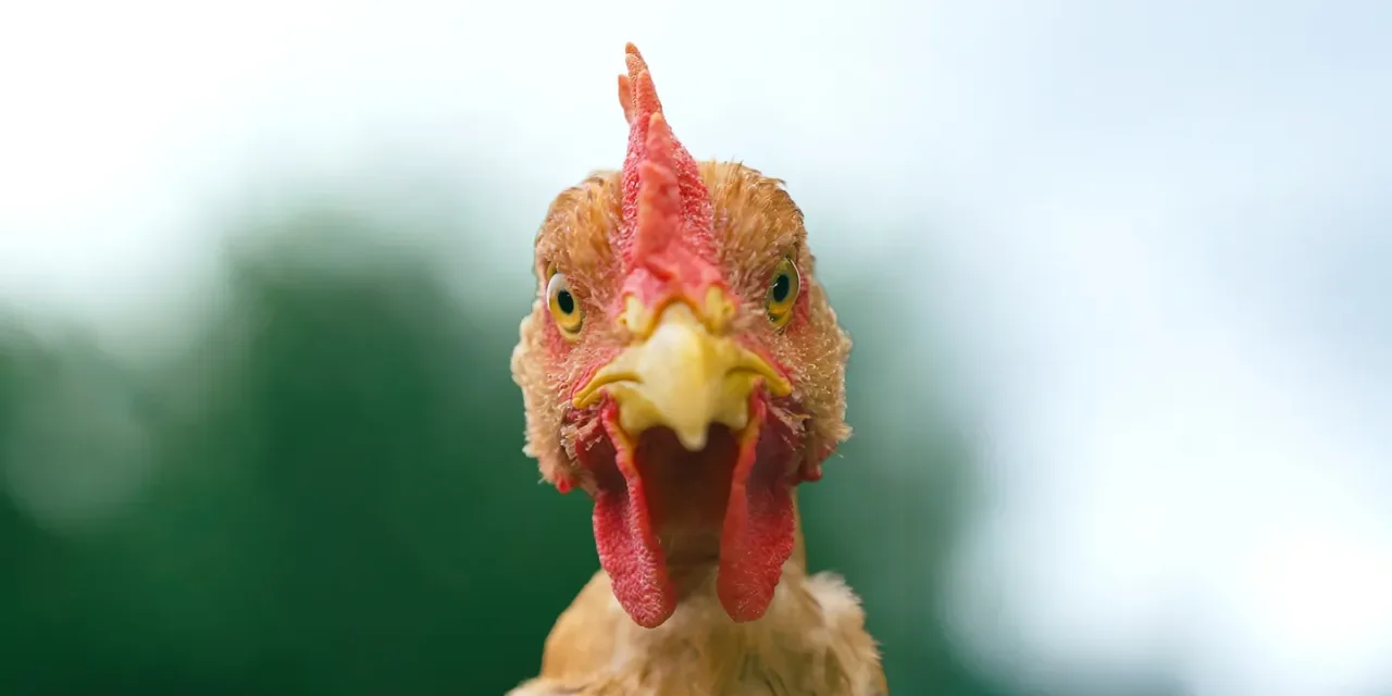 Produits fermiers : à boire et à manger ? Une enquête France 5 sur les promesses et les zones grises du label fermier