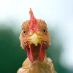 Produits fermiers : à boire et à manger ? Une enquête France 5 sur les promesses et les zones grises du label fermier