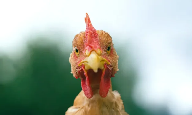 Produits fermiers : à boire et à manger ? Une enquête France 5 sur les promesses et les zones grises du label fermier