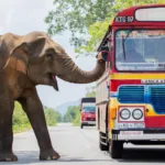 Royaumes d’Asie en mars sur France 2 : comment la faune résiste à la disparition de ses habitats