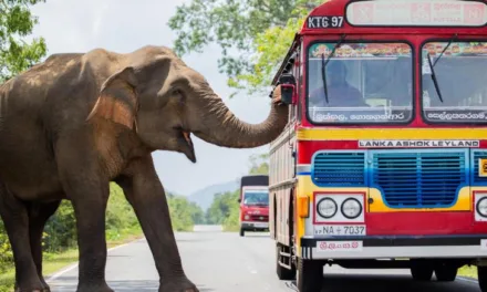 Royaumes d’Asie en mars sur France 2 : comment la faune résiste à la disparition de ses habitats