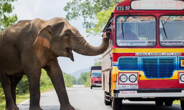Royaumes d’Asie en mars sur France 2 : comment la faune résiste à la disparition de ses habitats