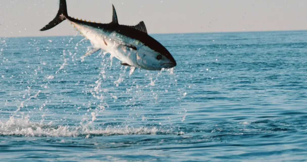 Thalassa : au Japon, la traque du thon rouge racontée sur France 5