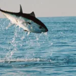 Thalassa : au Japon, la traque du thon rouge racontée sur France 5