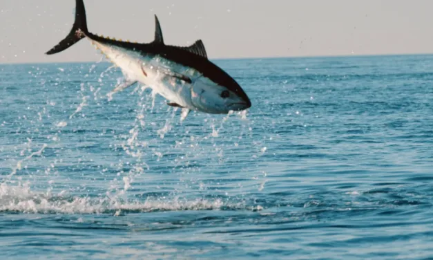 Thalassa : au Japon, la traque du thon rouge racontée sur France 5