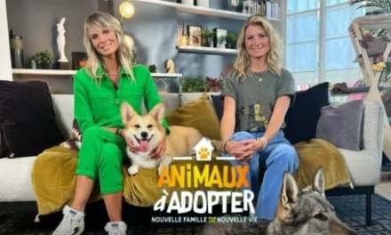 Animaux à adopter sur TMC : les refuges de la SPA au cœur d’un nouvel épisode inédit