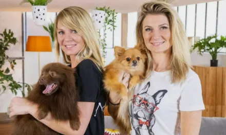 Animaux à adopter sur CStar : dans les coulisses d’un refuge, l’espoir d’une nouvelle vie pour trente chiens