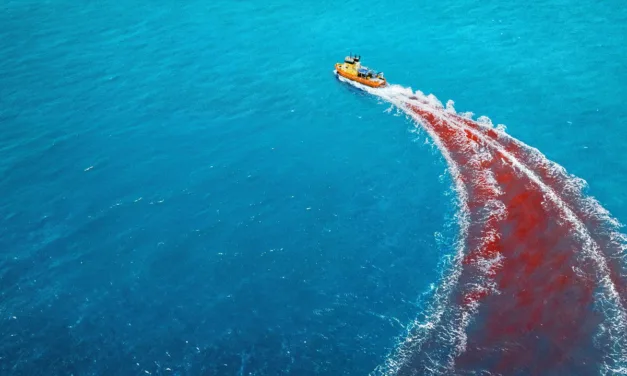 Dangerous Animals sur Canal+ Box Office : une surfeuse face à un tueur obsédé par les requins