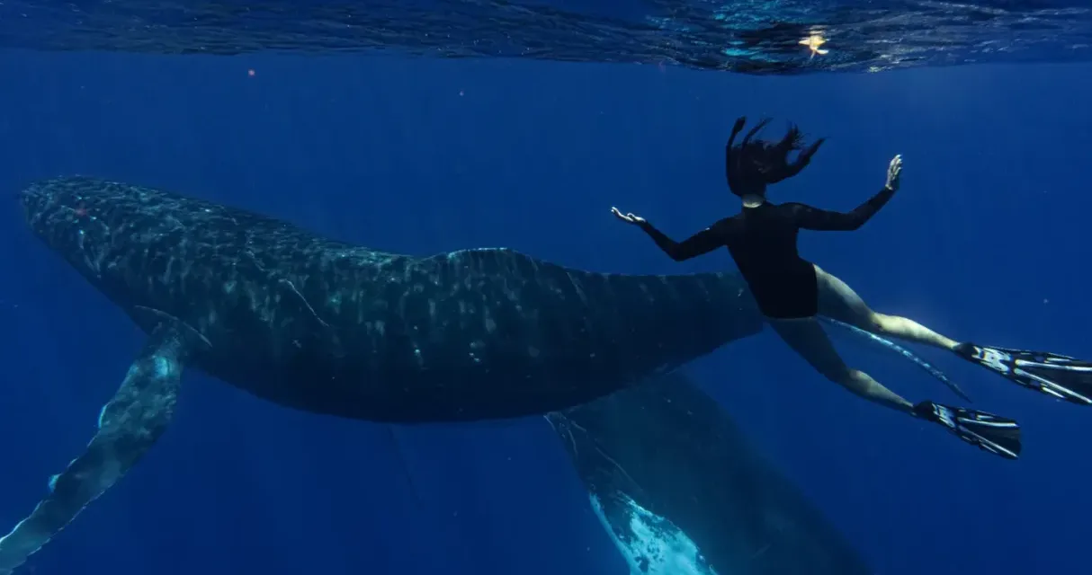 « Le souffle de vie » sur France 4 : Natoo à la rencontre des baleines de Polynésie
