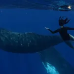 « Le souffle de vie » sur France 4 : Natoo à la rencontre des baleines de Polynésie