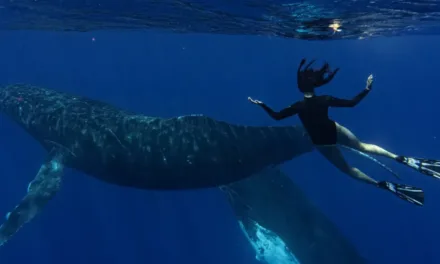 « Le souffle de vie » sur France 4 : Natoo à la rencontre des baleines de Polynésie