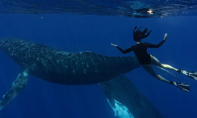 « Le souffle de vie » sur France 4 : Natoo à la rencontre des baleines de Polynésie