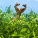 Règne animal, les jeux de l’amour sur France 2 : Alexandra Lamy raconte les stratégies amoureuses du monde sauvage