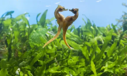 Règne animal, les jeux de l’amour sur France 2 : Alexandra Lamy raconte les stratégies amoureuses du monde sauvage