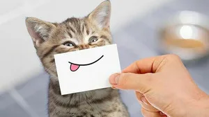Le grand bêtisier des animaux sur Gulli : chats casse-cou et chiens déjantés pour une soirée familiale pleine de rires ce samedi