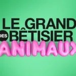 Le grand bêtisier des animaux sur Gulli : chats farceurs et bêtes déchaînées pour une soirée 100% fous rires