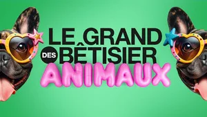 Le grand bêtisier des animaux sur Gulli : chats farceurs et bêtes déchaînées pour une soirée 100% fous rires