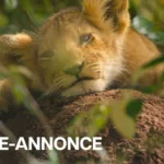 Lion : la série événement de National Geographic produite par Jon Favreau débarque sur Disney+