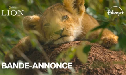 Lion : la série événement de National Geographic produite par Jon Favreau débarque sur Disney+