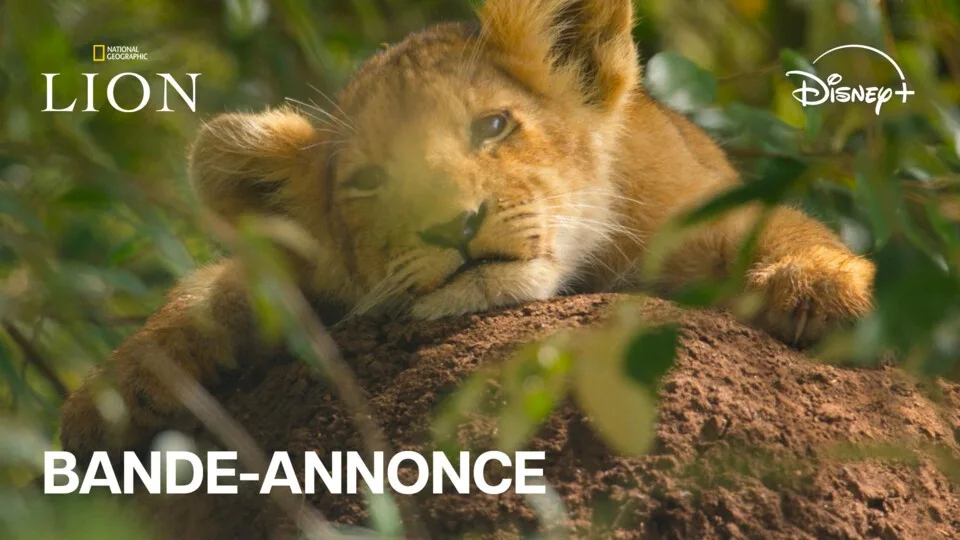 Lion : la série événement de National Geographic produite par Jon Favreau débarque sur Disney+