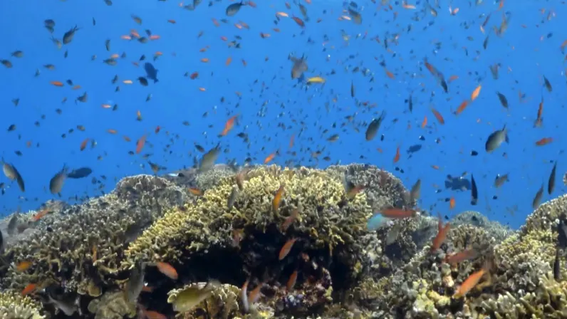 Les Philippines, archipel de plus de 7 500 îles exploré par Thalassa
