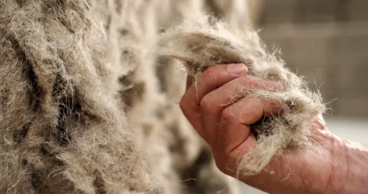 Le chanvre des possibles sur France 5 : la plante qui veut réinventer notre quotidien