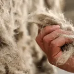 Le chanvre des possibles sur France 5 : la plante qui veut réinventer notre quotidien