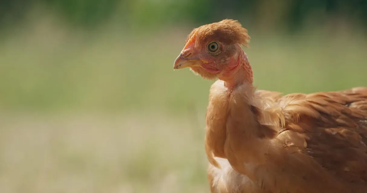 Poulet mania sur France 5 : l’enquête conso sur la viande préférée des Français