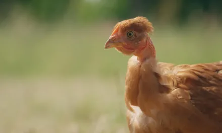 Poulet mania sur France 5 : l’enquête conso sur la viande préférée des Français