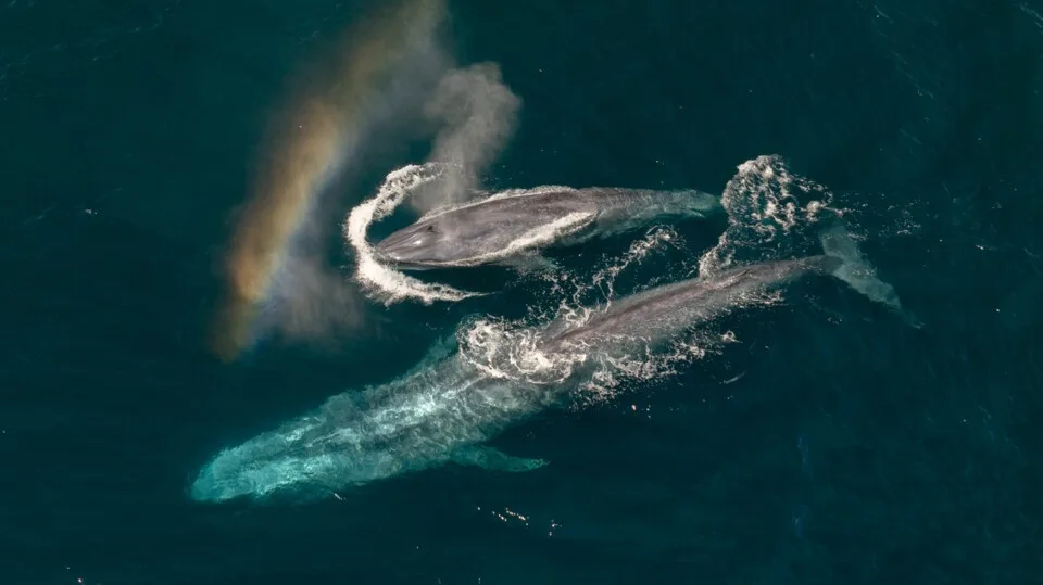 « Expédition : Sauver nos océans » : la plongée National Geographic narrée par Auliʻi Cravalho arrive sur Disney+