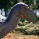 La fabuleuse histoire des oiseaux sur France 5 : et si les dinosaures vivaient encore sous nos yeux ce mercredi