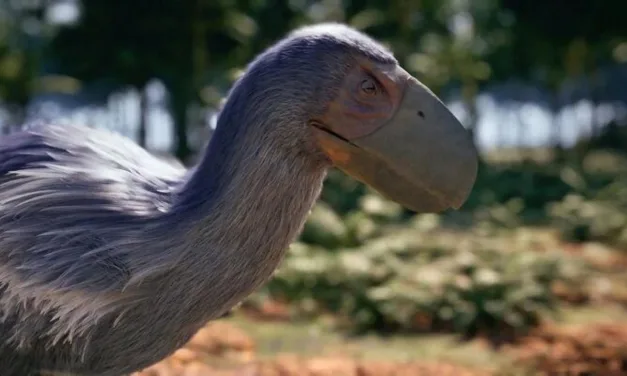 La fabuleuse histoire des oiseaux sur France 5 : et si les dinosaures vivaient encore sous nos yeux ce mercredi